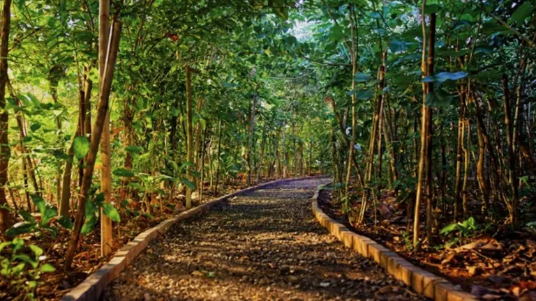 Miyawaki Dense Forest